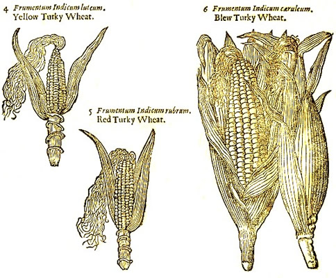 Variously Colored Dent Corn